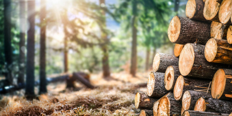 Forest pine and spruce trees. Log trunks pile, the logging timber wood industry. Wide banner or panorama wooden trunks.